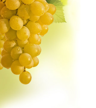 grapes border on white background
