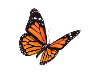 digital render of a monarch butterfly - obrazy, fototapety, plakaty