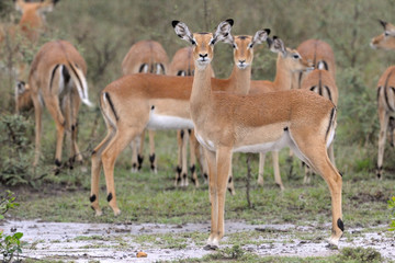 Fototapeta premium Impala herd in the rain.