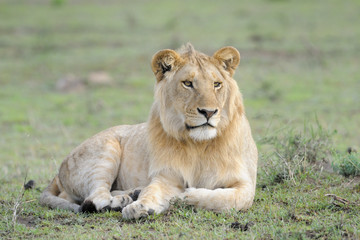 Young male Lion lying in grass.