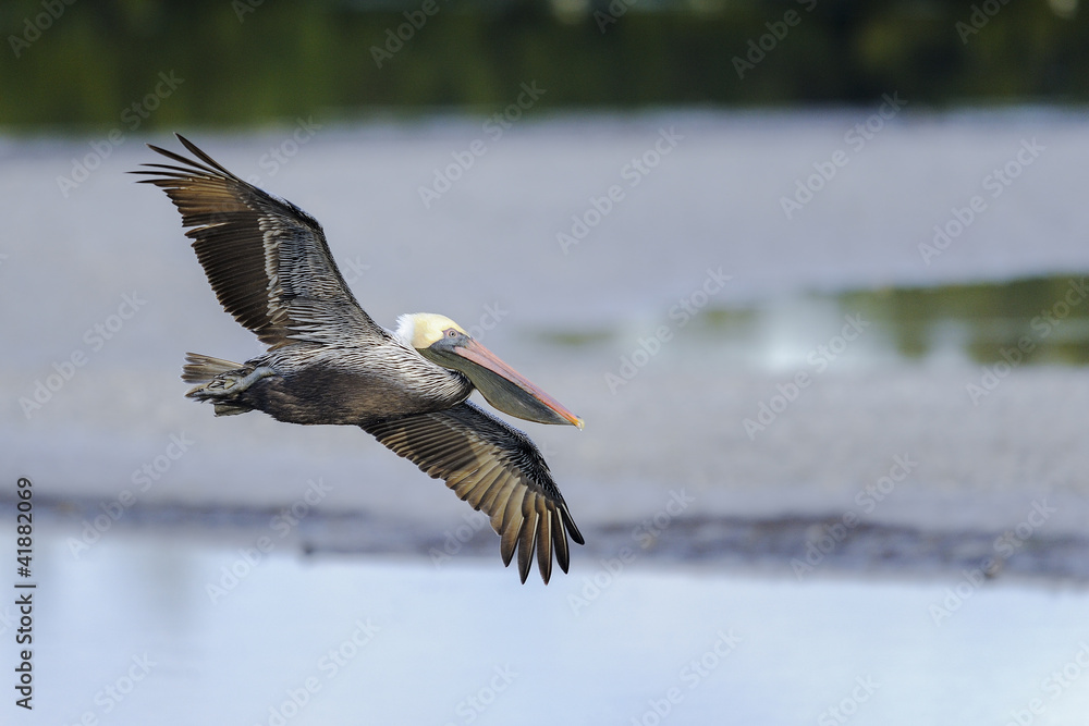 Wall mural brown pelican, pelecanus occidentalis