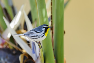 dendroica dominica, yellow-throated warbler