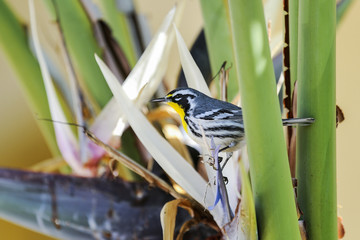 dendroica dominica, yellow-throated warbler