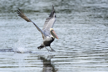brown pelican, pelecanus occidentalis
