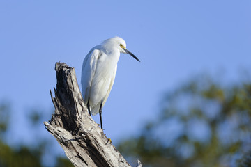 snowy egret, egretta thula