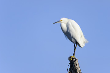 snowy egret, egretta thula