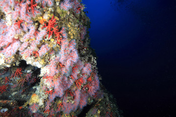 corallo rosso immersioni diving