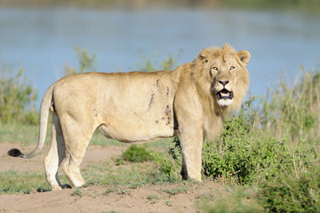 Male Lion standing on river edge.