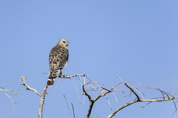 buteo lineatus, red-shouldered hawk