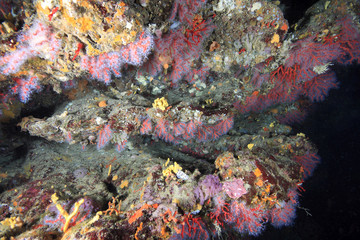 Fototapeta na wymiar corallo rosso immersioni diving