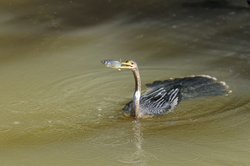 anhinga, anhinga anhinga, water turkey