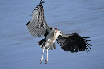 Marabou Stork flying.