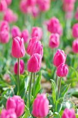 Flowers tulips in the garden