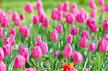 Obraz premium Flowers tulips in the garden
