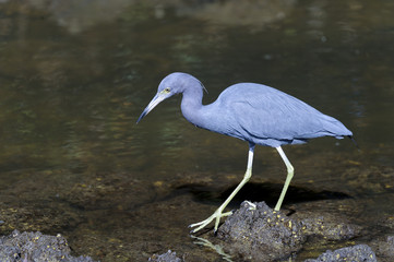 egretta caerulea, little blue heron