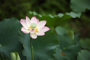 Lotus Flower