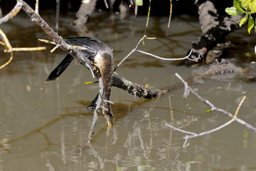 anhinga, anhinga anhinga, water turkey