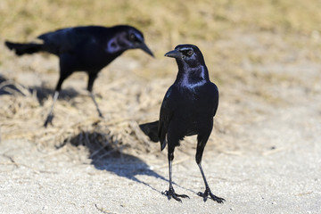 boat-tailed grackle,  quiscalus major