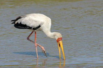 Yellow-billed stork fouraging.