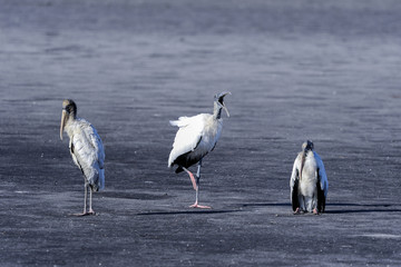 wood stork, mycteria americana