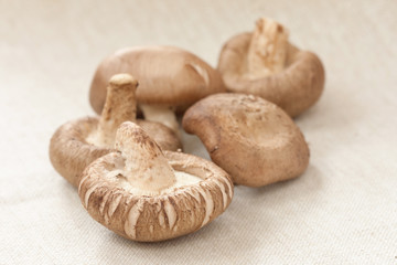Group of shitake mushroom