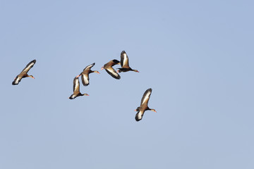 black-bellied whistling duck, dendrocygna autumnalis