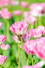 Obraz na płótnie Canvas Garden with tulip flowers in summer