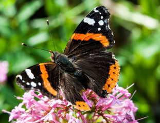Fototapeta na wymiar Vulcan Butterfly