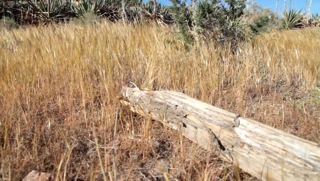 Hierba seca con viento