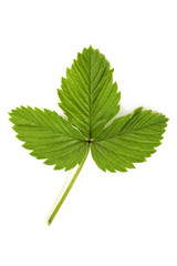 strawberry leaf