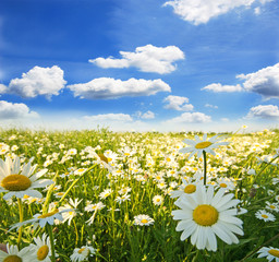 Springtime: field of daisy flowers with blue sky and clouds © doris oberfrank-list