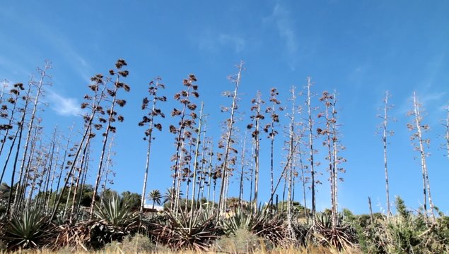 Monte de pitas