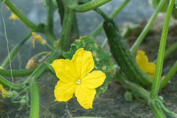 キュウリとキュウリの花