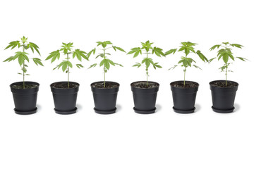 Row of Marijuana plants in plastic pot