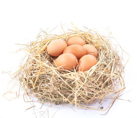 Brown eggs in a nest on a white background