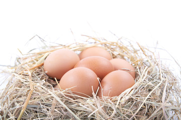 Brown eggs in a nest on a white background