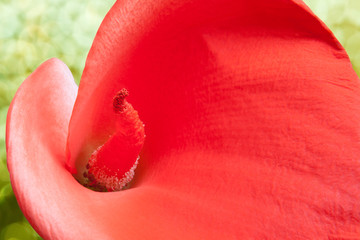 Red calla lily  in closeup