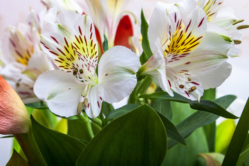 Bouquet of lily flowers