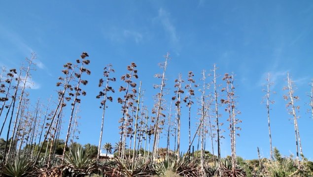 Monte de pitas angular