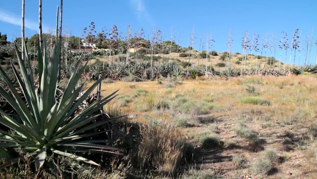 Monte de Pitas Almeria