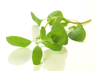 Marjoram branch