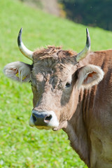 Swiss cow