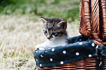 katzenbaby