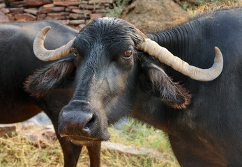cattle in India