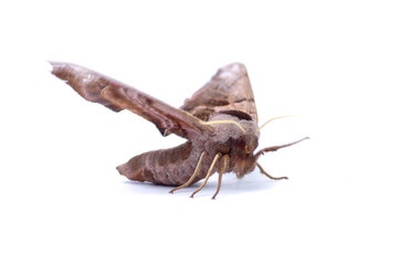 moth