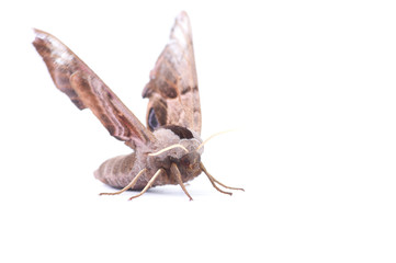 moth