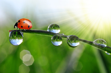 fresh morning dew and ladybird