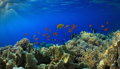 Gardinen Korallenriff Korallenriff  © borisoff