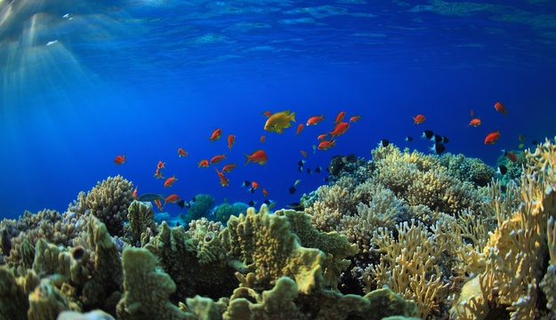 Fototapeta Coral reef