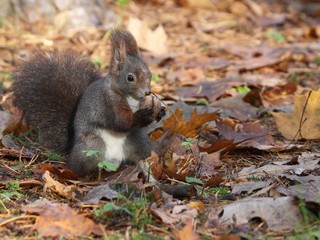 Red squirrel (Sciurus vulgaris) looking for nuts.